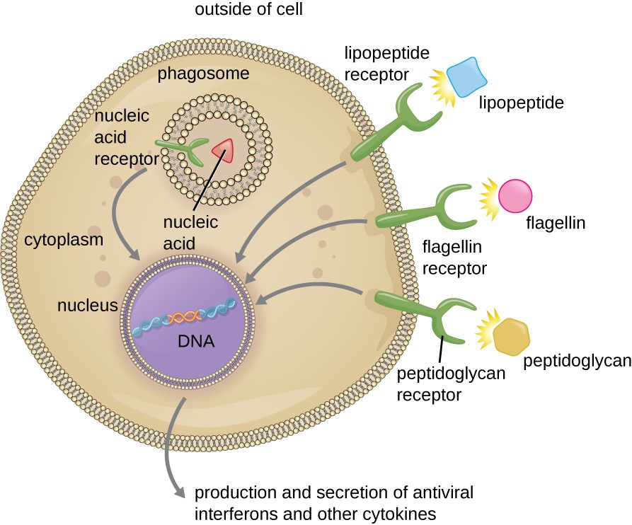 Phagocytic cells contain pattern recognition receptors (PRRs) capable of recognizing various pathogen-associated molecular patterns (PAMPs). These PRRs can be found on the plasma membrane or in internal phagosomes. When a PRR recognizes a PAMP, it sends a signal to the nucleus that activates genes involved in phagocytosis, cellular proliferation, production and secretion of antiviral interferons and proinflammatory cytokines, and enhanced intracellular killing.