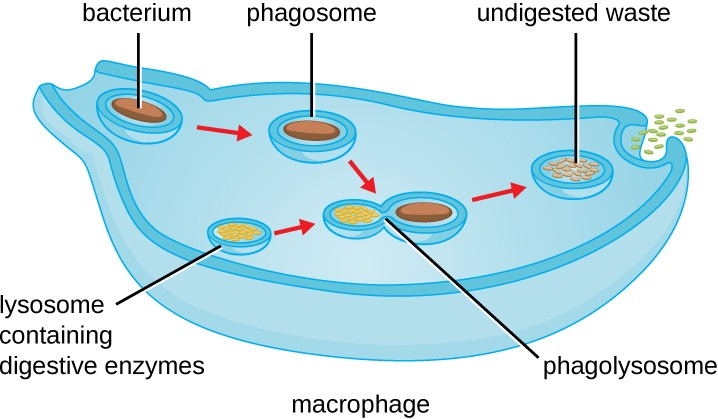 The stages of phagocytosis include the engulfment of a pathogen, the formation of a phagosome, the digestion of the pathogenic particle in the phagolysosome, and the expulsion of undigested materials from the cell.