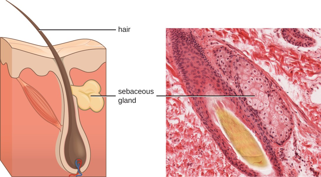 Sebaceous glands secrete sebum, a chemical mediator that lubricates and protect the skin from invading microbes. Sebum is also a food source for resident microbes that produce oleic acid, an exogenously produced mediator.