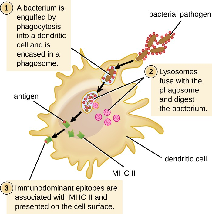 A dendritic cell phagocytoses a bacterial cell and brings it into a phagosome. Lysosomes fuse with the phagosome to create a phagolysosome, where antimicrobial chemicals and enzymes degrade the bacterial cell.