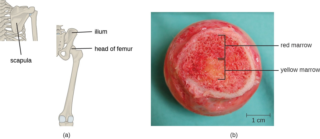 (a) Red bone marrow can be found in the head of the femur (thighbone) and is also present in the flat bones of the body, such as the ilium and the scapula. (b) Red bone marrow is the site of production and differentiation of many formed elements of blood, including erythrocytes, leukocytes, and platelets. The yellow bone marrow is populated primarily with adipose cells.