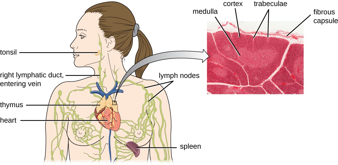 The thymus is a bi-lobed, H-shaped glandular organ that is located just above the heart. It is surrounded by a fibrous capsule of connective tissue. The darkly staining cortex and the lighter staining medulla of individual lobules are clearly visible in the light micrograph of the thymus of a newborn (top right, LM × 100).