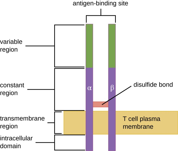 A T-cell receptor spans the cytoplasmic membrane and projects variable binding regions into the extracellular space to bind processed antigens associated with MHC I or MHC II molecules.