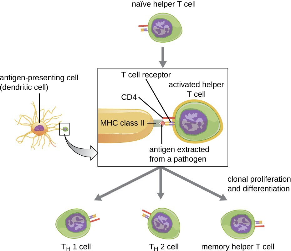This illustration depicts the activation of a naïve (unactivated) helper T cell by an antigen-presenting cell and the subsequent proliferation and differentiation of the activated T cell into different subtypes.