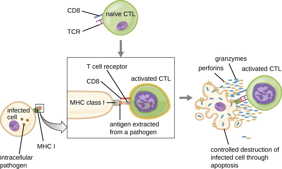 This figure illustrates the activation of a naïve (unactivated) cytotoxic T cell (CTL) by an antigen- presenting MHC I molecule on an infected body cell. Once activated, the CTL releases perforin and granzymes that invade the infected cell and induce controlled cell death, or apoptosis.