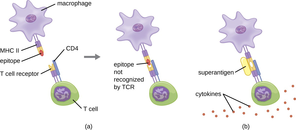 (a) The macrophage in this figure is presenting a foreign epitope that does not match the TCR of the T cell. Because the T cell does not recognize the epitope, it is not activated. (b) The macrophage in this figure is presenting a superantigen that is not recognized by the TCR of the T cell, yet the superantigen still is able to bridge and bind the MHC II and TCR molecules. This nonspecific, uncontrolled activation of the T cell results in an excessive release of cytokines that activate other T cells and cause excessive inflammation.