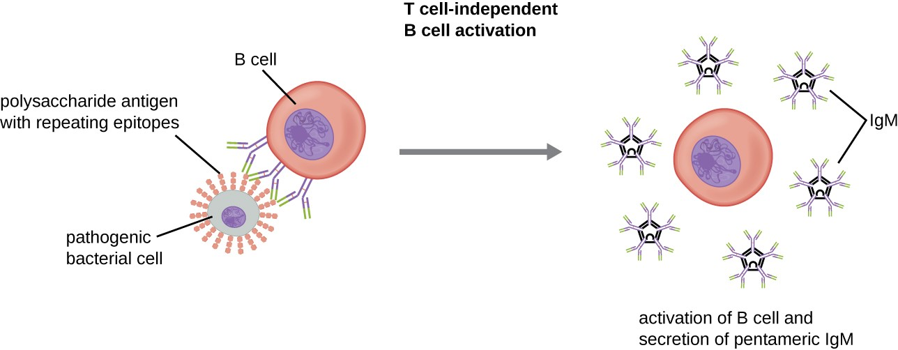 T-independent antigens have repeating epitopes that can induce B cell recognition and activation without involvement from T cells. A second signal, such as interaction of TLRs with PAMPs (not shown), is also required for activation of the B cell. Once activated, the B cell proliferates and differentiates into antibody-secreting plasma cells.