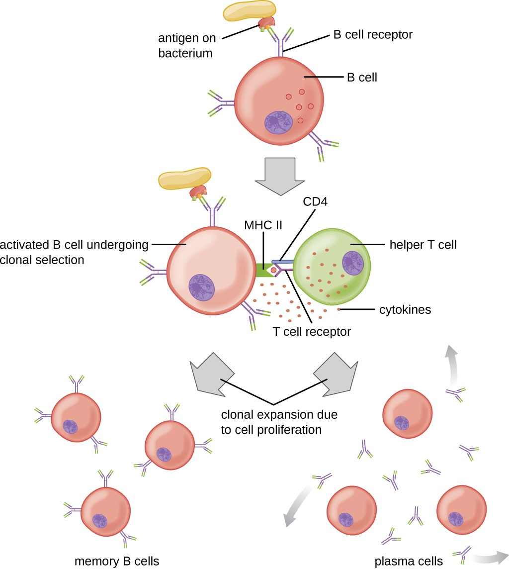 In T cell-dependent activation of B cells, the B cell recognizes and internalizes an antigen and presents it to a helper T cell that is specific to the same antigen. The helper T cell interacts with the antigen presented by the B cell, which activates the T cell and stimulates the release of cytokines that then activate the B cell. Activation of the B cell triggers proliferation and differentiation into B cells and plasma cells.
