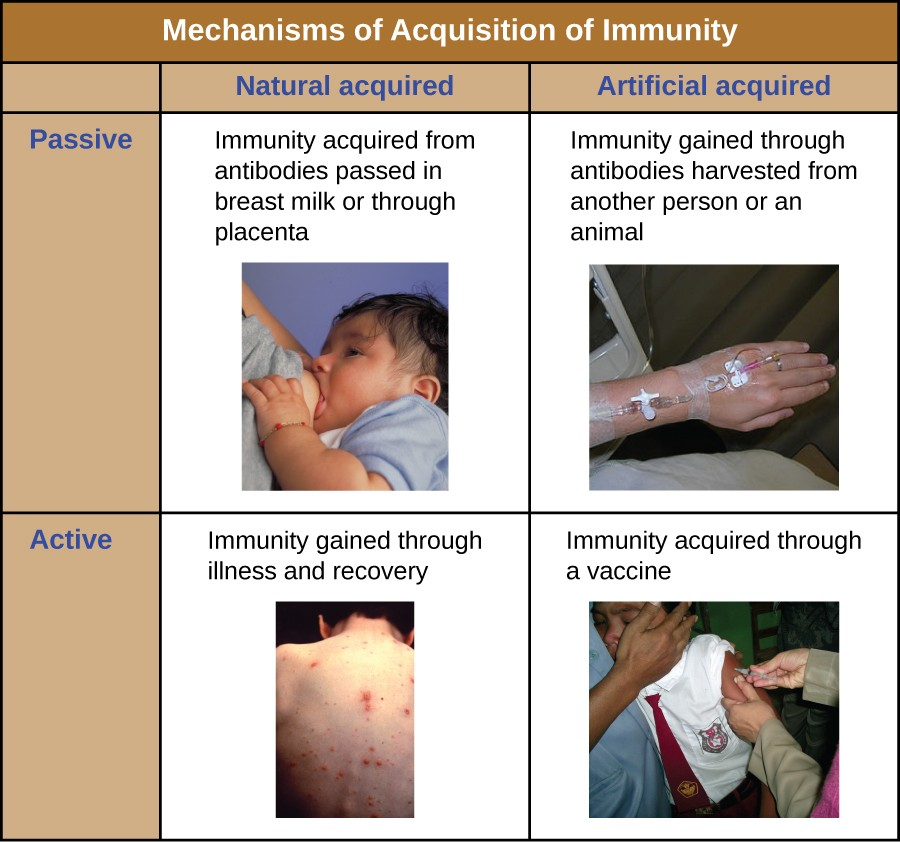 The four classifications of immunity.