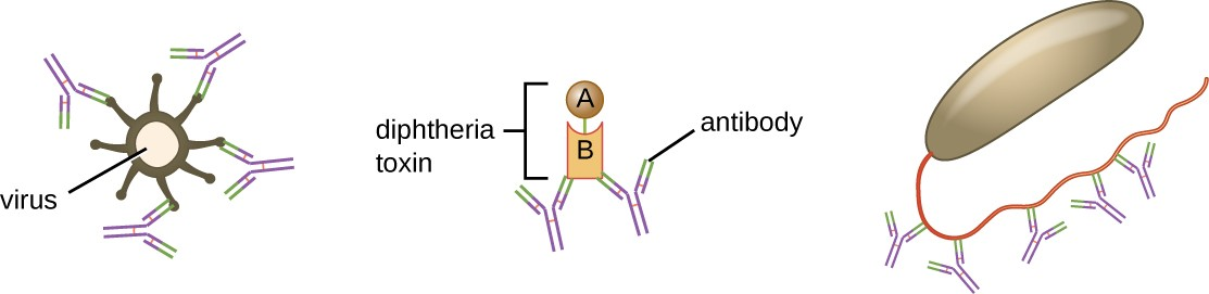 Neutralization involves the binding of specific antibodies to antigens found on bacteria, viruses, and toxins, preventing them from attaching to target cells.