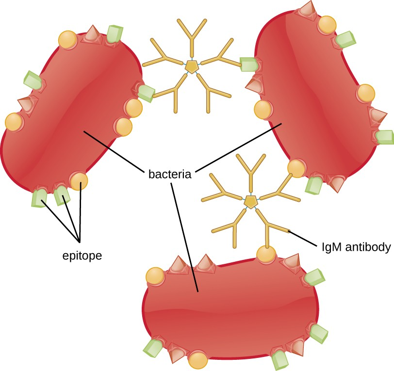 Antibodies, especially IgM antibodies, agglutinate bacteria by binding to epitopes on two or more bacteria simultaneously. When multiple pathogens and antibodies are present, aggregates form when the binding sites of antibodies bind with separate pathogens.