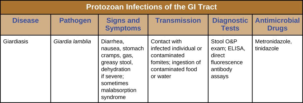 disease causing protozoa