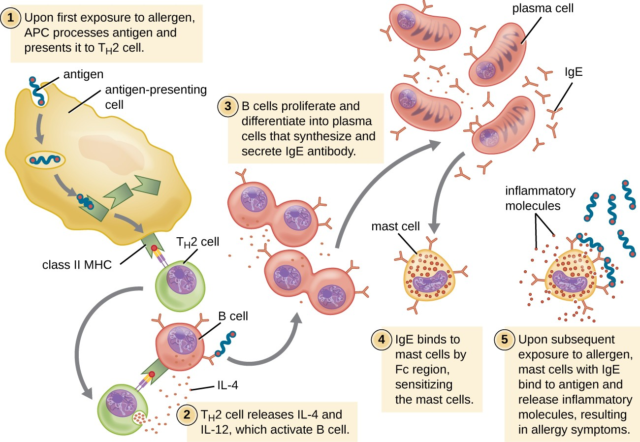 On first exposure to an allergen in a susceptible individual, antigen-presenting cells process and present allergen epitopes with major histocompatibility complex (MHC) II to T helper cells. B cells also process and present the same allergen epitope to TH2 cells, which release cytokines IL-4 and IL-13 to stimulate proliferation and differentiation into IgE-secreting plasma cells. The IgE molecules bind to mast cells with their Fc region, sensitizing the mast cells for activation with subsequent exposure to the allergen. With each subsequent exposure, the allergen cross-links IgE molecules on the mast cells, activating the mast cells and causing the release of preformed chemical mediators from granules (degranulation), as well as newly formed chemical mediators that collectively cause the signs and symptoms of type I hypersensitivity reactions.