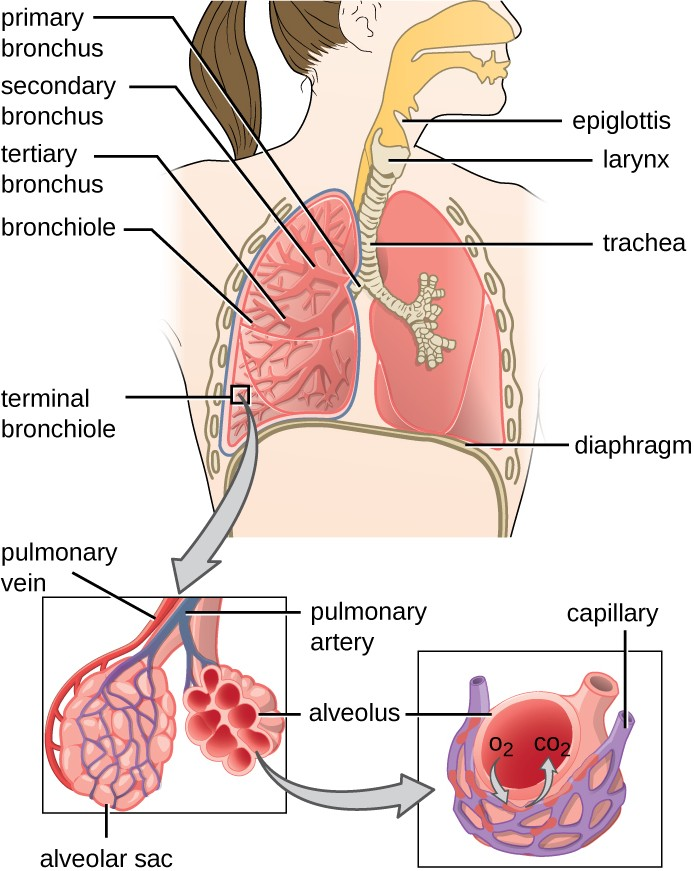 The structures of the lower respiratory tract are identified in this illustration.
