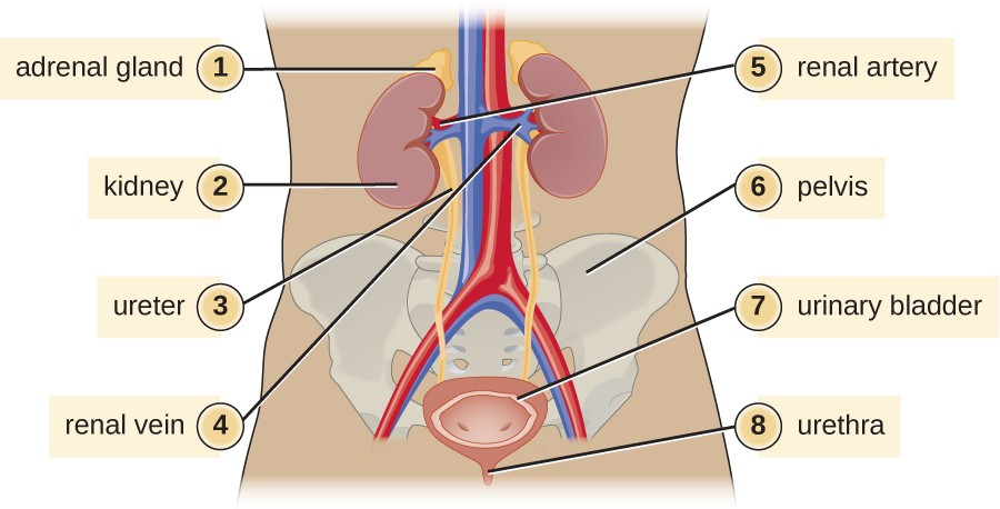These structures of the human urinary system are present in both males and females.