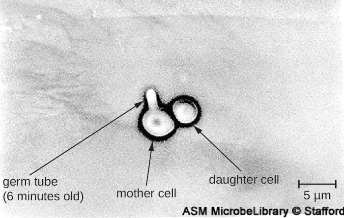 Candida can produce germ tubes, like the one in this micrograph, that develop into hyphae.