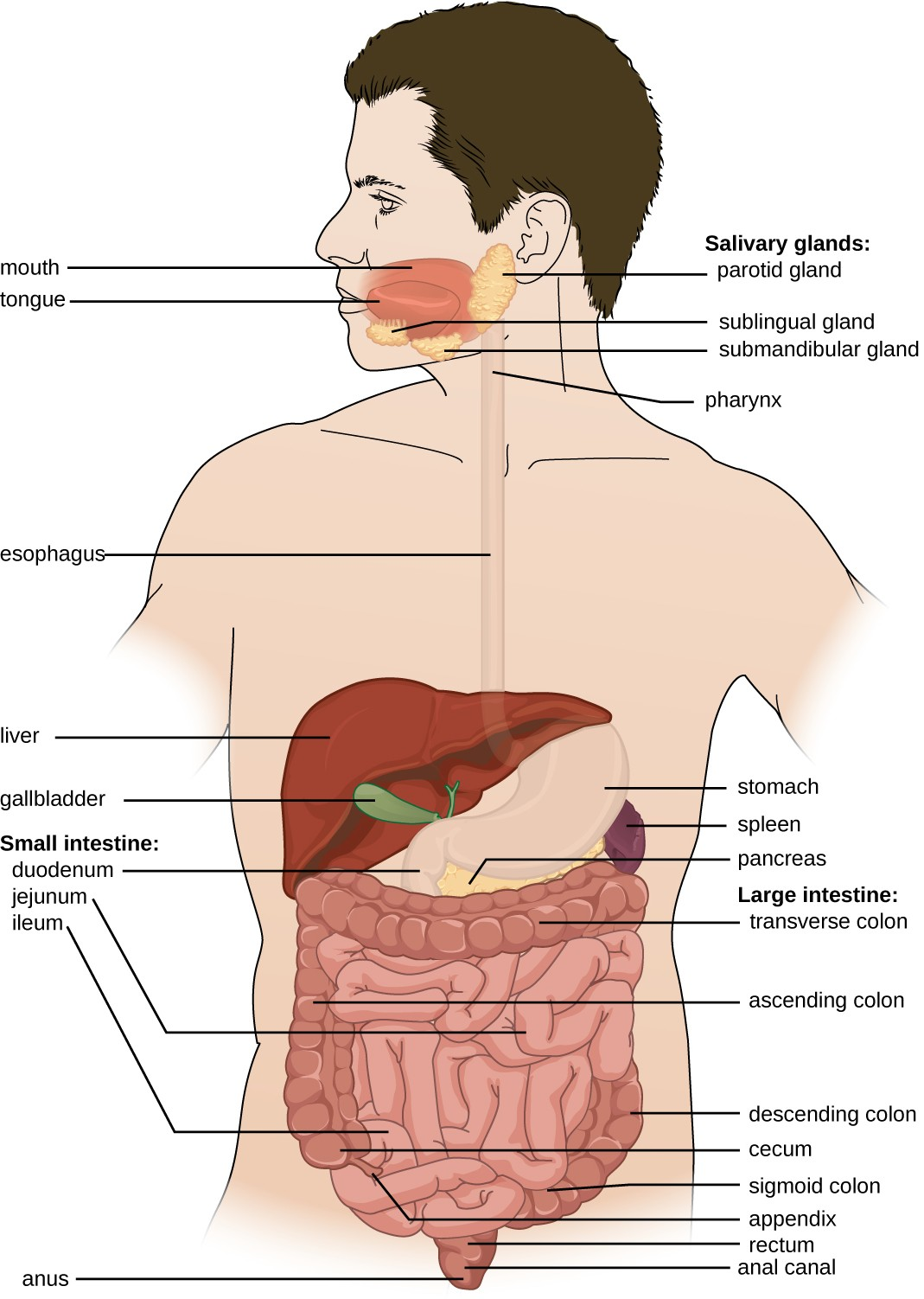 The digestive system, or the gastrointestinal tract, includes all of the organs associated with the digestion of food.