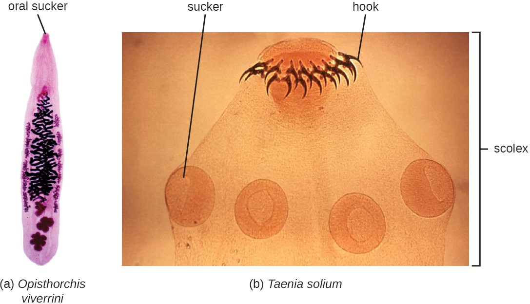 (a) The oral sucker is visible on the anterior end of this liver fluke, Opisthorchis viverrini. (b) This micrograph shows the scolex of the cestode Taenia solium, also known as the pork tapeworm. The visible suckers and hooks allow the worm to attach itself to the inner wall of the intestine.