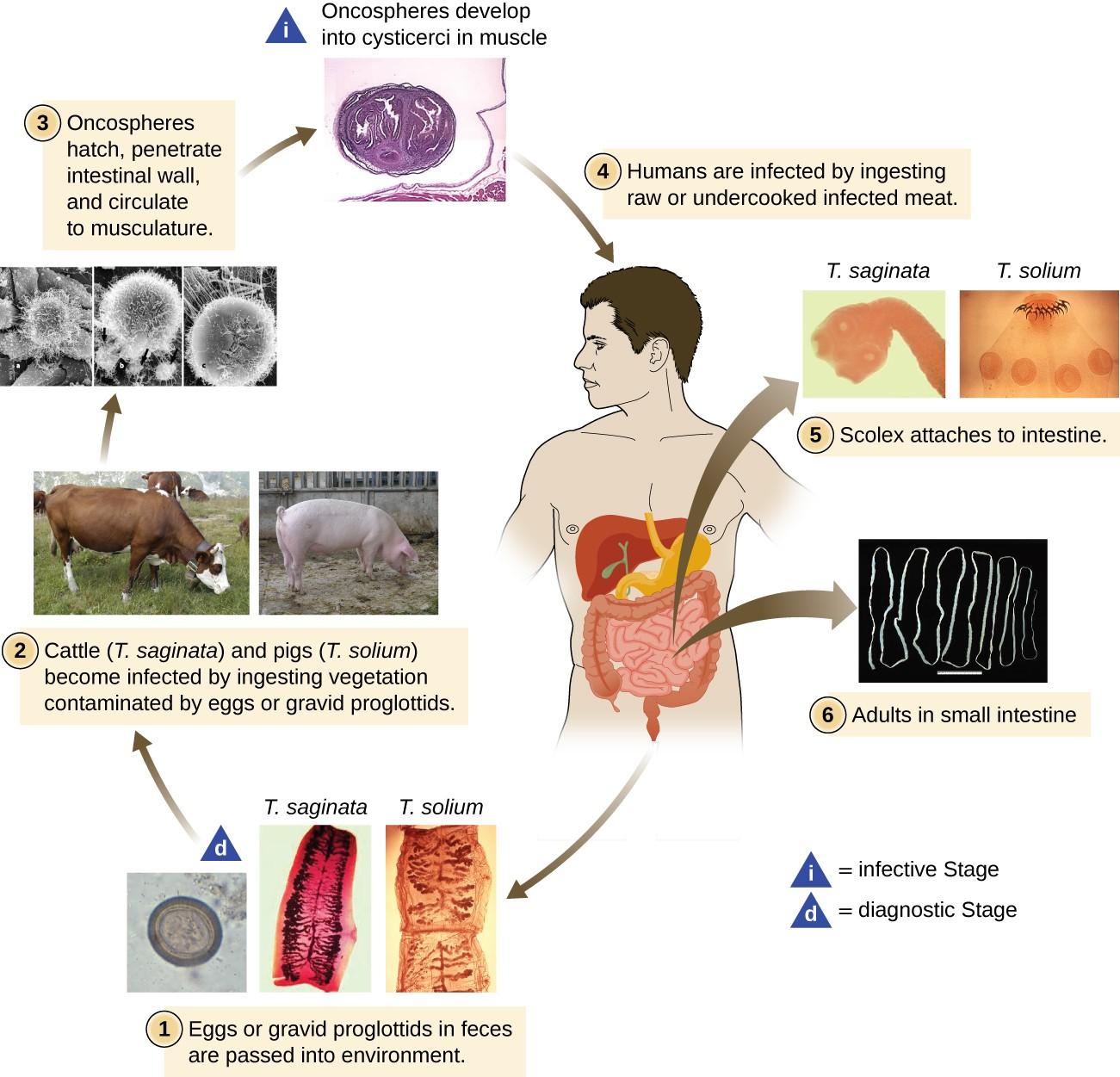 Life cycle of a tapeworm.