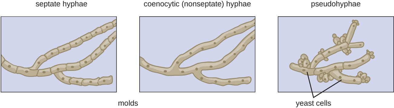 Multicellular fungi (molds) form hyphae, which may be septate or nonseptate. Unicellular fungi (yeasts) cells form pseudohyphae from individual yeast cells.