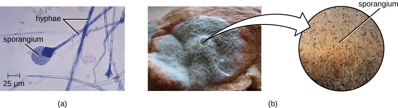 These images show asexually produced spores. (a) This brightfield micrograph shows the release of spores from a sporangium at the end of a hypha called a sporangiophore. The organism is a Mucor sp. fungus, a mold often found indoors. (b) Sporangia grow at the ends of stalks, which appear as the white fuzz seen on this bread mold, Rhizopus stolonifer. The tips of bread mold are the dark, spore-containing sporangia.