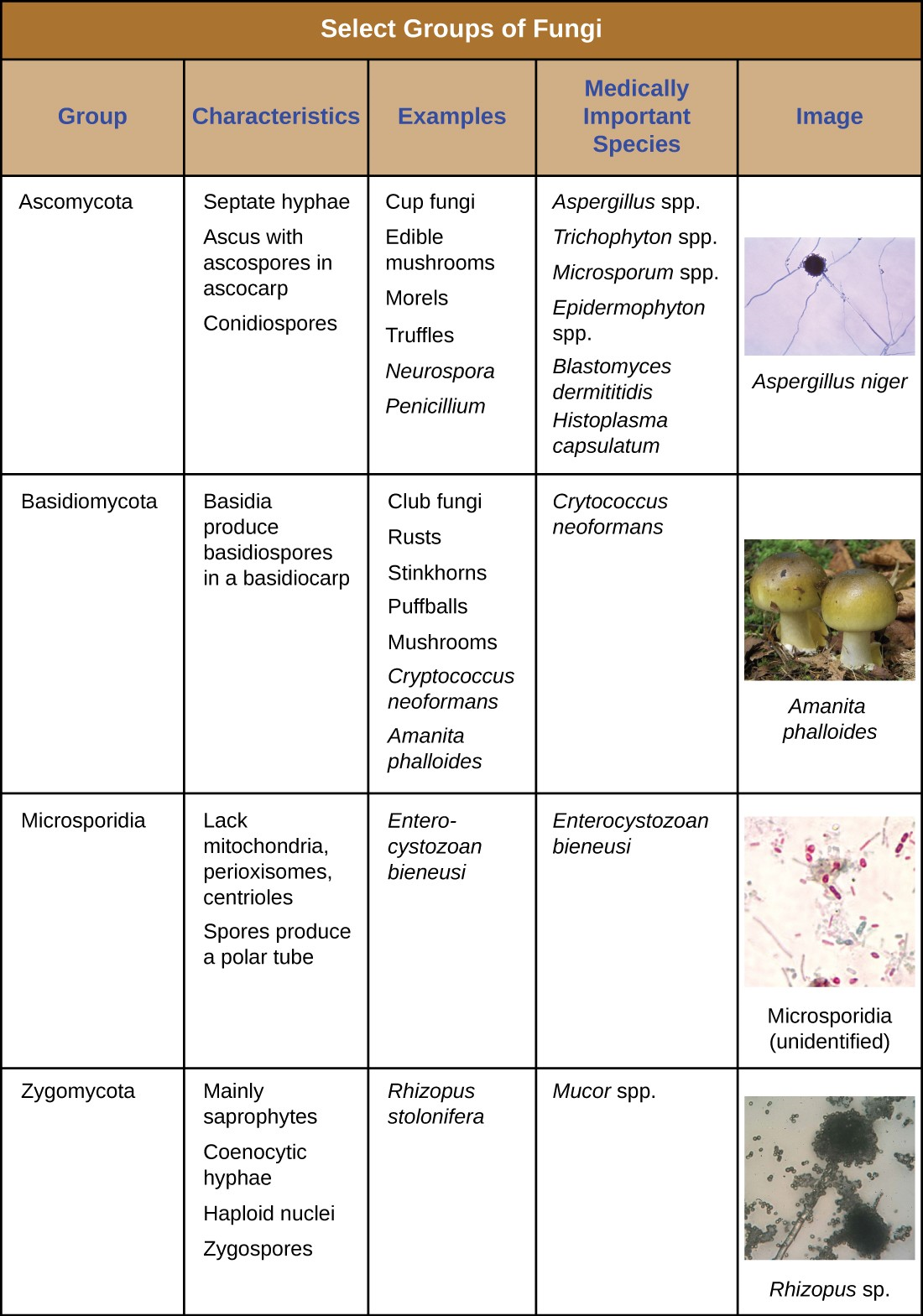 5 examples of fungi