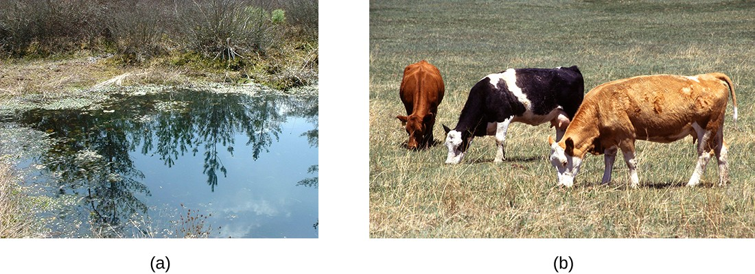 Anaerobic environments are still common on earth. They include environments like (a) a bog where undisturbed dense sediments are virtually devoid of oxygen, and (b) the rumen (the first compartment of a cow’s stomach), which provides an oxygen-free incubator for methanogens and other obligate anaerobic bacteria.