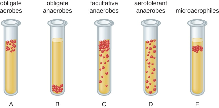 Diagram of bacterial cell distribution in thioglycolate tubes.