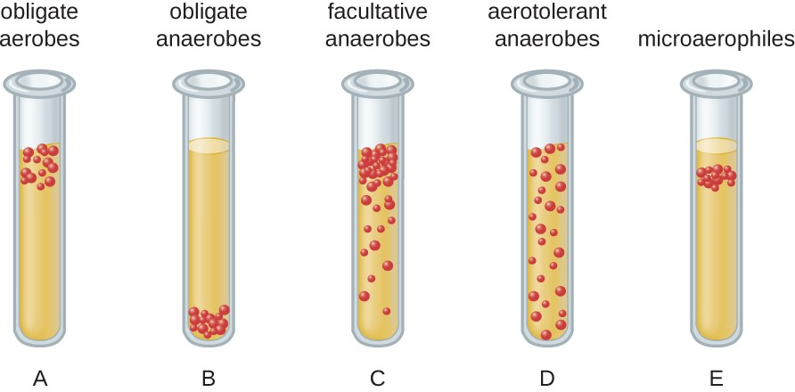 Diagramma della distribuzione delle cellule batteriche in tubi di tioglicolato.