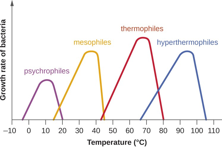 The graph shows growth rate of bacteria as a function of temperature. Notice that the curves are skewed toward the optimum temperature. The skewing of the growth curve is thought to reflect the rapid denaturation of proteins as the temperature rises past the optimum for growth of the microorganism.