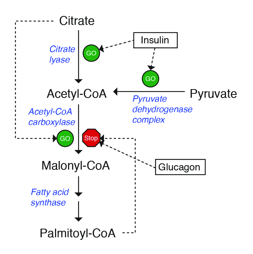 VIII. Lipids, Transport, Deposition, and Metabolism – A Guide to the