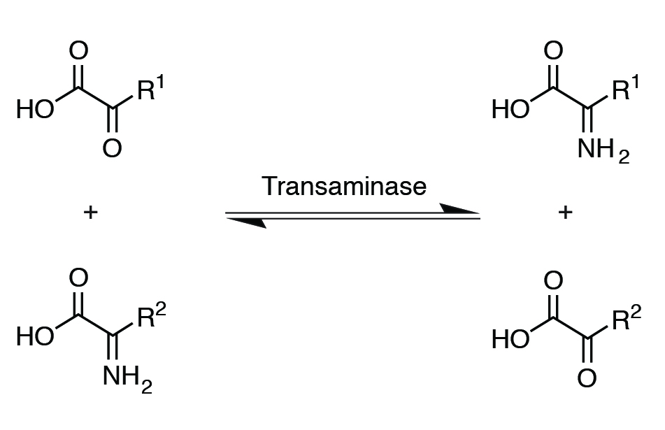 transamination mechanism