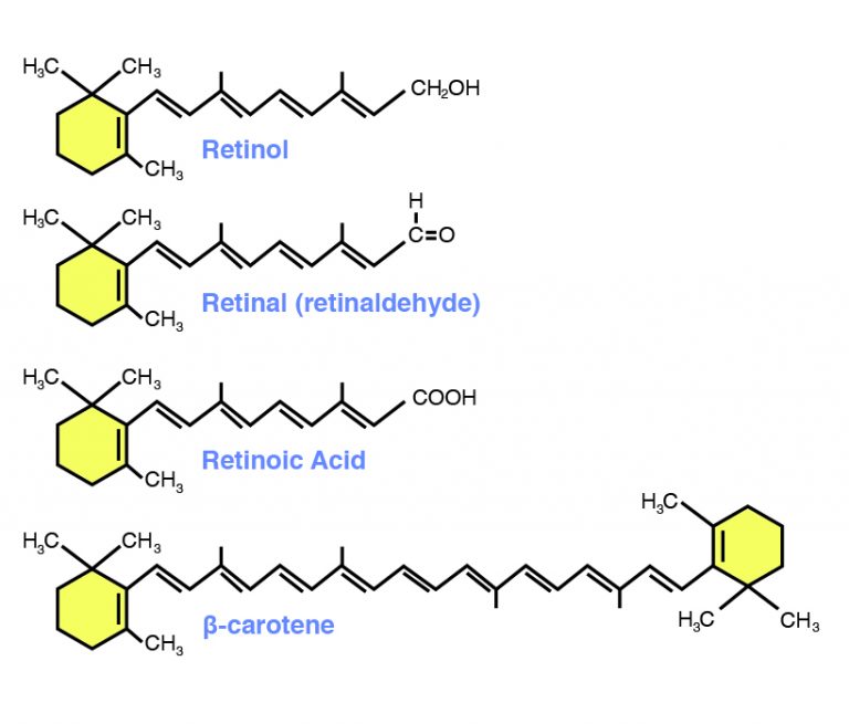XIII. Vitamins A Guide to the Principles of Animal Nutrition