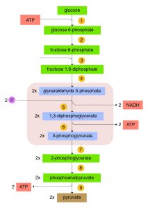 V. Carbohydrates, Metabolism – A Guide to the Principles of Animal ...