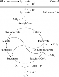 V. Carbohydrates, Metabolism – A Guide to the Principles of Animal ...